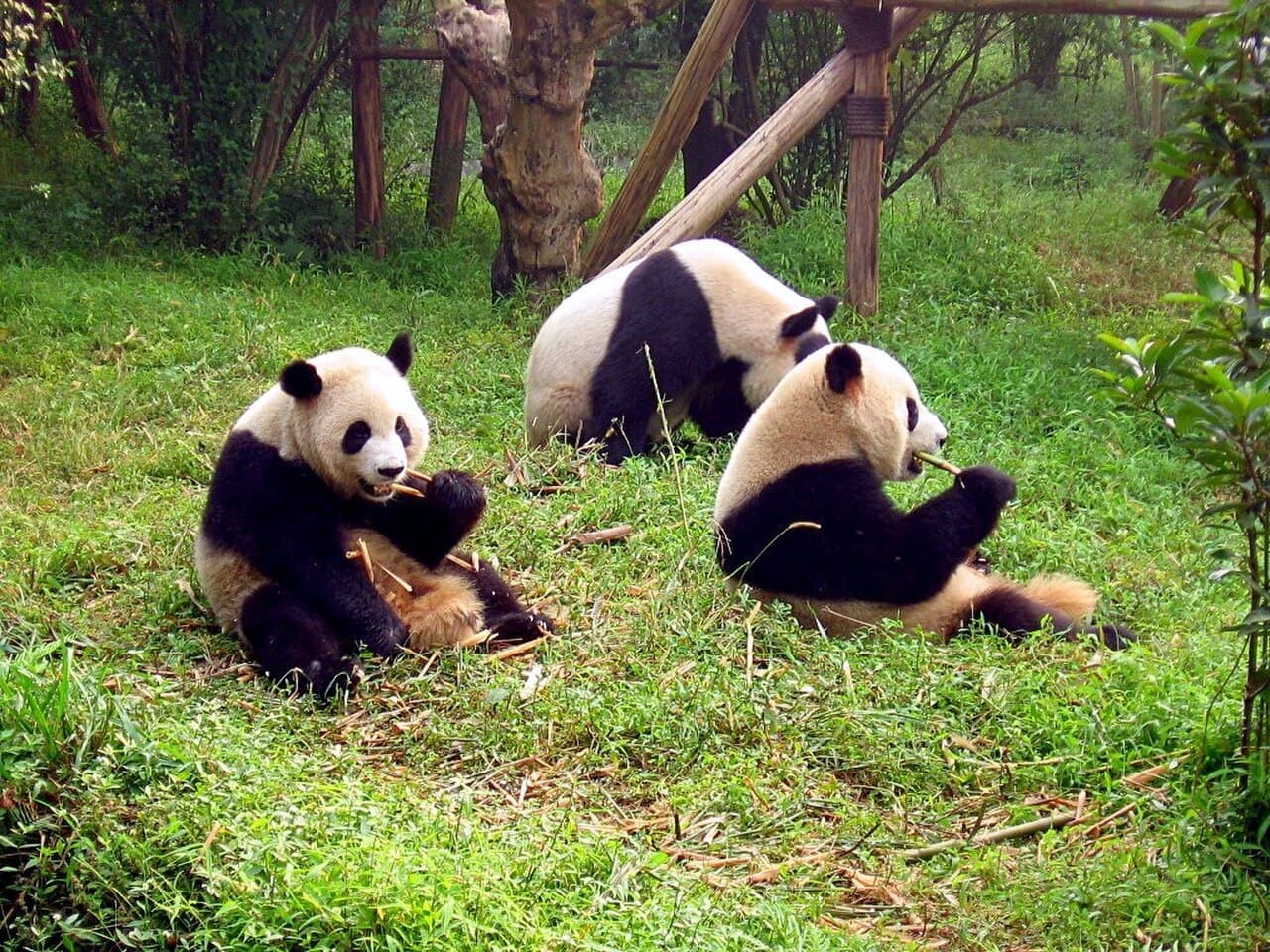 A giant panda resting in Chengdu